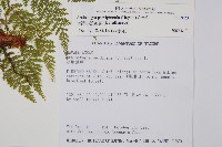 台灣小膜蓋蕨藏品圖，第2張