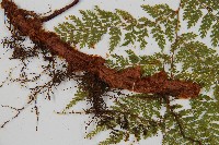 台灣小膜蓋蕨藏品圖，第3張