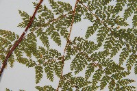 台灣小膜蓋蕨藏品圖，第4張