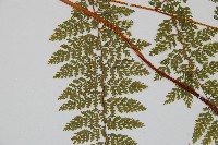 台灣小膜蓋蕨藏品圖，第5張