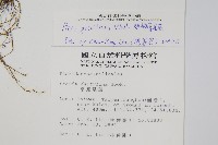 翅柄鳳尾蕨藏品圖，第2張