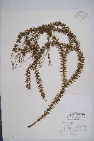 垂枝石松藏品圖，第1張
