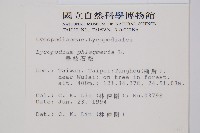垂枝石松藏品圖，第2張
