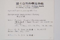 福氏石松藏品圖，第2張