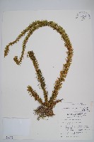 寬葉石松藏品圖，第1張