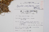 寬葉石松藏品圖，第2張