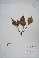 車前蕨藏品圖，第1張