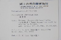 車前蕨藏品圖，第2張