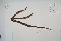 帶狀瓶爾小草藏品圖，第1張