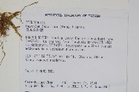 日本金粉蕨藏品圖，第2張