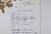 箭葉鳳尾蕨藏品圖，第2張