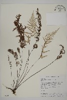 粉葉蕨藏品圖，第1張