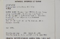 粉葉蕨藏品圖，第2張