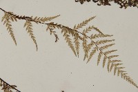 粉葉蕨藏品圖，第4張