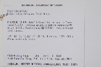 知本耳蕨藏品圖，第2張