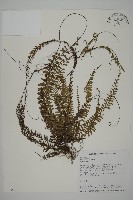 鞭葉鐵線蕨藏品圖，第1張