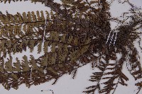 鞭葉鐵線蕨藏品圖，第5張