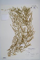 過山龍藏品圖，第1張