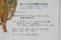 粗齒革葉紫萁藏品圖，第2張