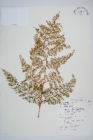 台灣小膜蓋蕨藏品圖，第1張