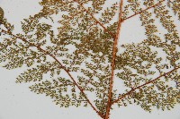 台灣小膜蓋蕨藏品圖，第3張