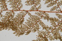 台灣小膜蓋蕨藏品圖，第4張