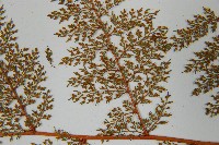 台灣小膜蓋蕨藏品圖，第6張