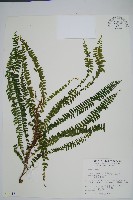 攀緣鱗始蕨藏品圖，第1張