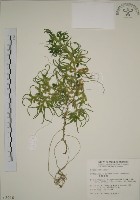 生根卷柏藏品圖，第1張