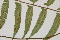 鋸齒雙蓋蕨、線葉雙蓋蕨、刺鱗雙蓋蕨藏品圖，第3張