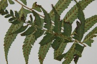 鋸齒雙蓋蕨、線葉雙蓋蕨、刺鱗雙蓋蕨藏品圖，第4張