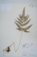 細葉複葉耳蕨藏品圖，第1張