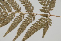 細葉複葉耳蕨藏品圖，第3張