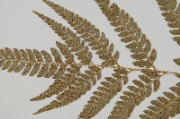 細葉複葉耳蕨藏品圖，第4張