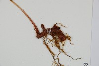 細葉複葉耳蕨藏品圖，第5張