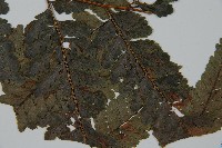 臺灣鱗蓋蕨藏品圖，第3張