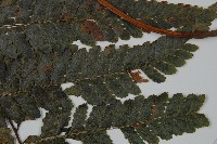 臺灣鱗蓋蕨藏品圖，第4張