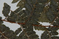 臺灣鱗蓋蕨藏品圖，第5張