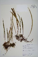 長柄劍蕨藏品圖，第1張