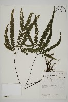 毛葉鐵線蕨藏品圖，第1張