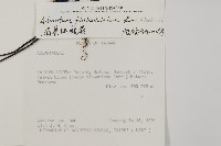 毛葉鐵線蕨藏品圖，第2張