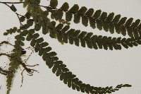 毛葉鐵線蕨藏品圖，第3張