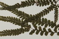 毛葉鐵線蕨藏品圖，第4張