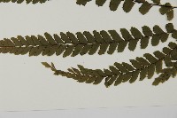 毛葉鐵線蕨藏品圖，第5張