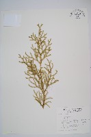 過山龍藏品圖，第1張