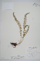 高山耳蕨藏品圖，第1張