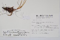 高山耳蕨藏品圖，第2張