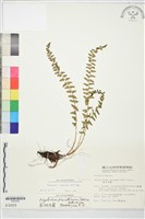 高山耳蕨藏品圖，第2張