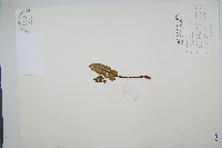 扇羽陰地蕨藏品圖，第1張