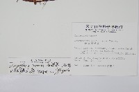 鋸齒葉鱗毛蕨藏品圖，第2張